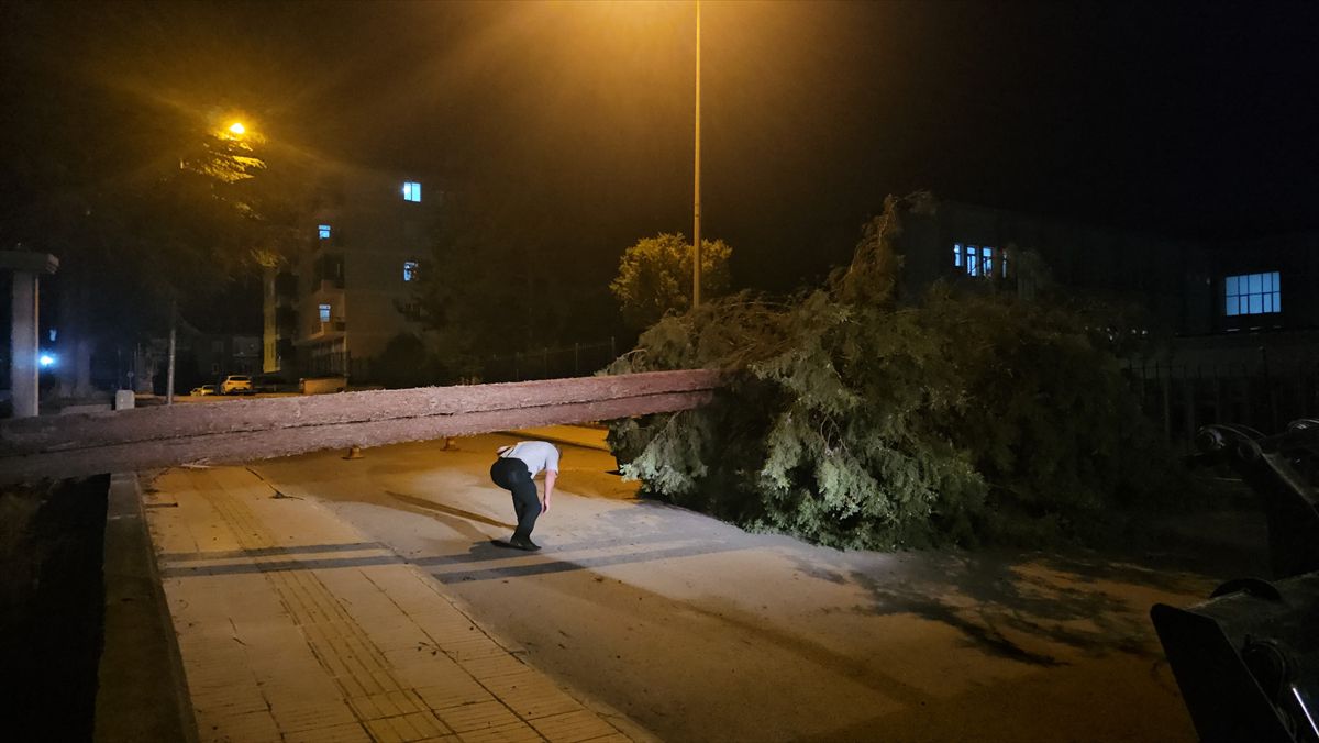 Çorum'da devrilen çam ağacı araçlara zarar verdi