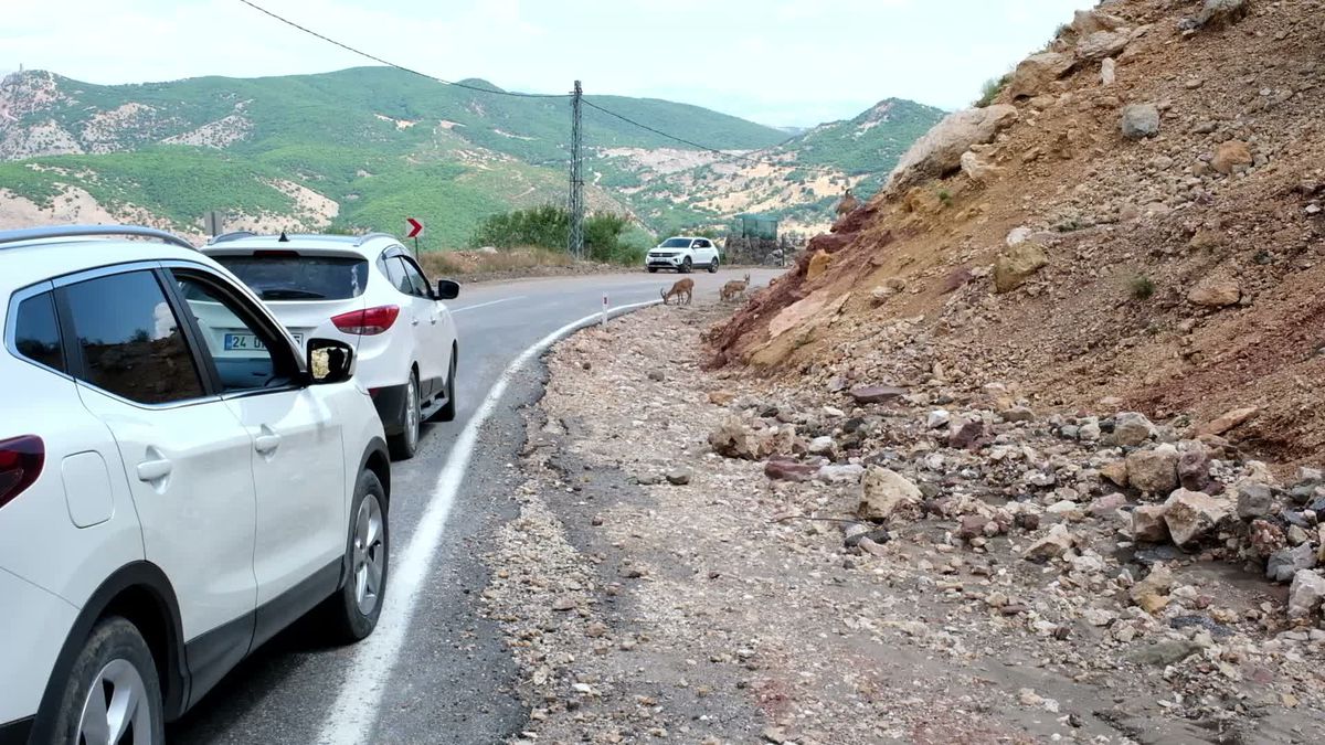 Tunceli'de Dağ Keçileri Tuz İhtiyacı İçin Yola İndi
