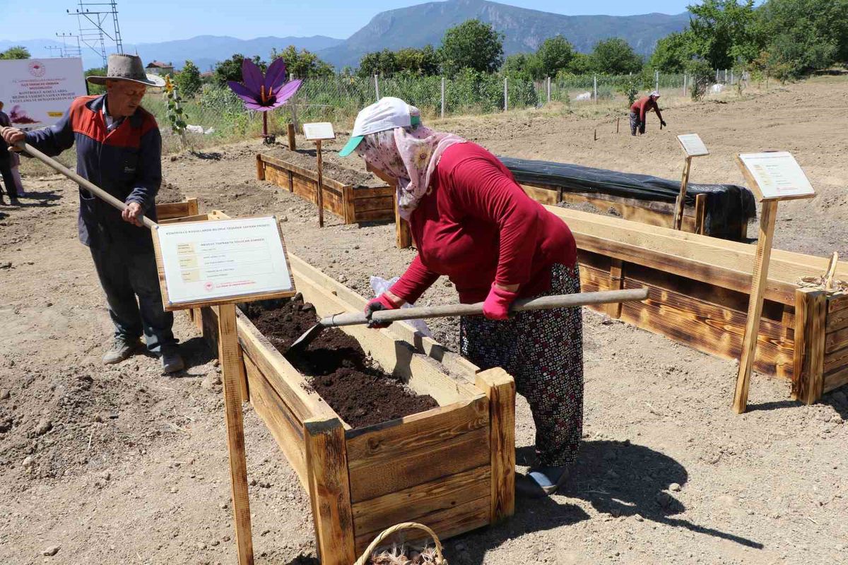 Safranbolu Safranı İçin 7 AR-GE Projesi