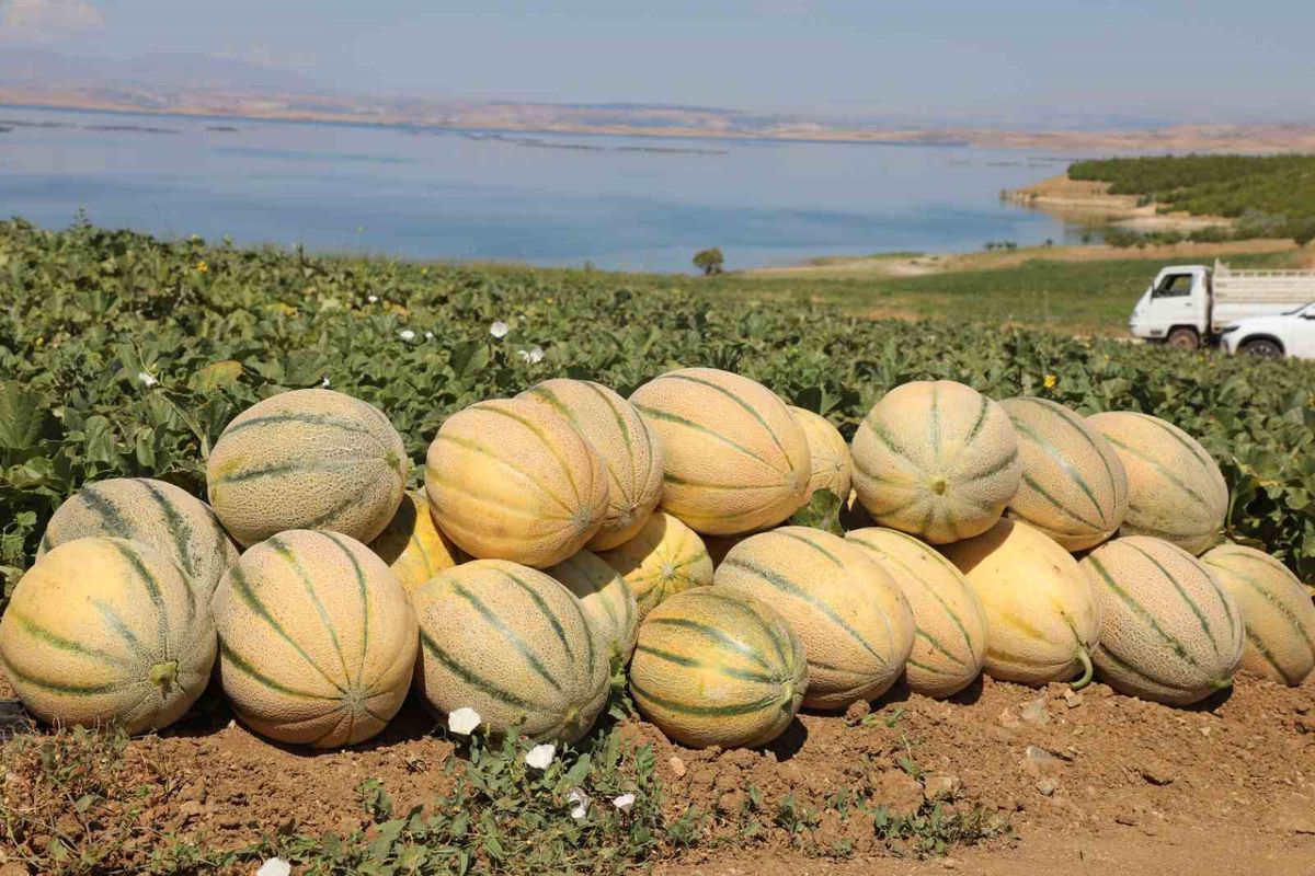 Elazığ'da Kavun Hasadı Başladı: 20 Ton Rekolte Bekleniyor