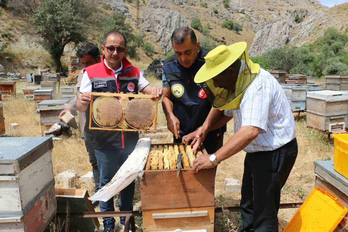 Erzincan'da Bal Hasadı Başladı: 1.500 Ton Rekolte Bekleniyor