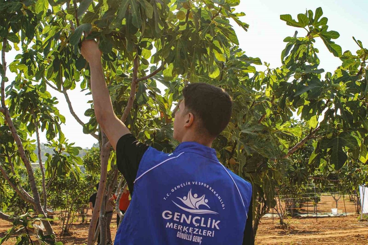 Germencik'te Gençler İncir Hasadında Buluştu