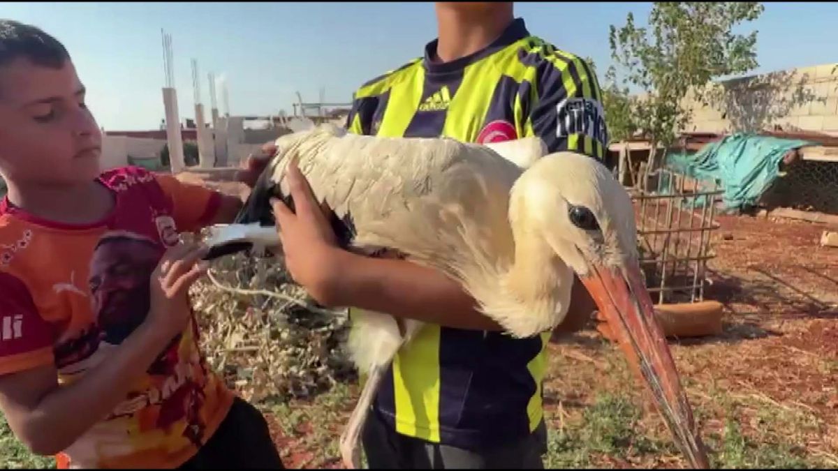 Hatay'da yorgun leyleğe 2 gün misafirperverlik