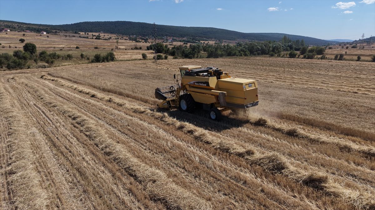 Karabük'te Hububat Üretimi 70 Bin Tona Ulaştı