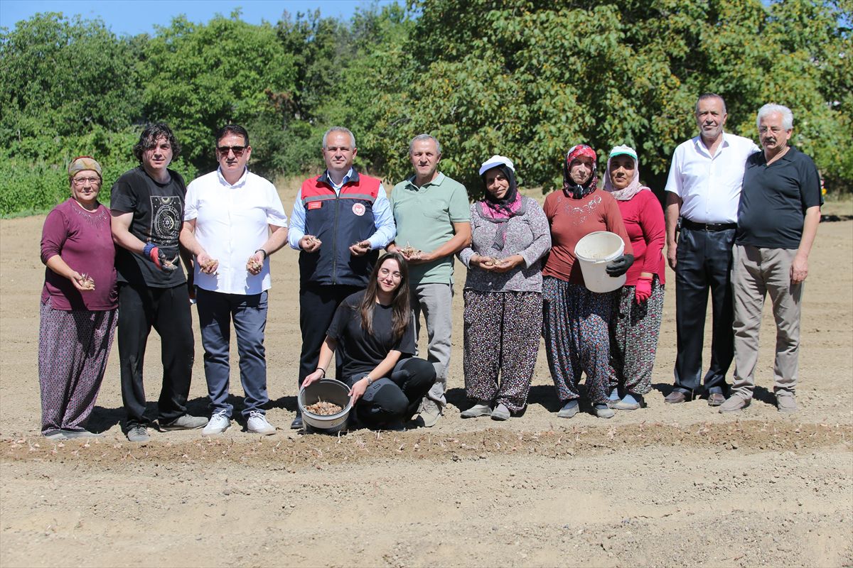 Safranbolu'da AB Tescilli Safran Ekimi Başladı