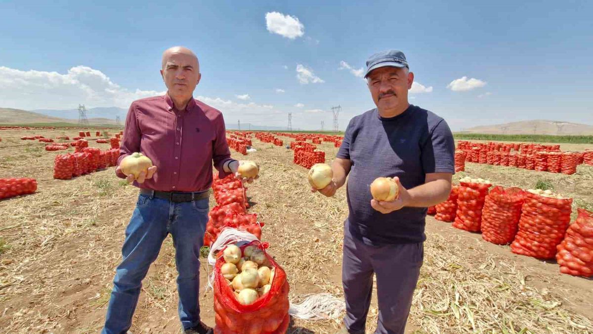 Karaman'da soğan hasadı bereketli