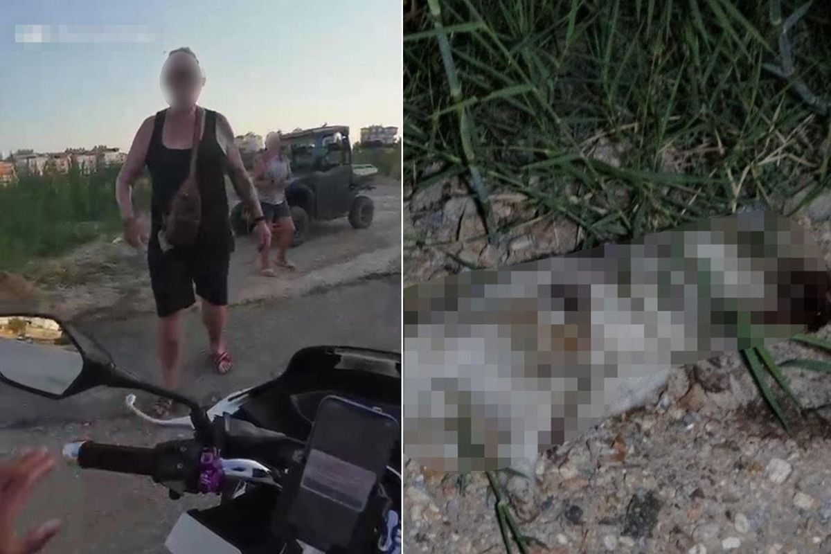 Alman vatandaşı köpeği önce ezdi sonra taşla vurarak öldürdü