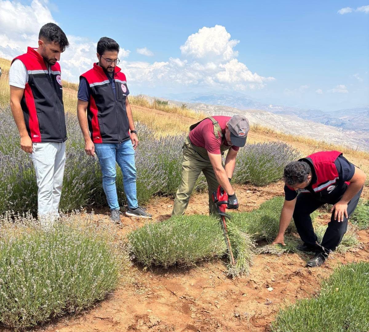 Erzincan'da Lavanta Hasadı Başladı: 7 Bin Kökten Katma Değerli Üretim
