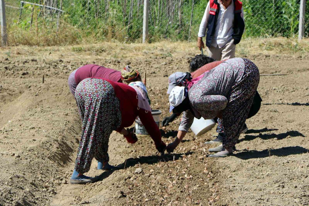 Safranbolu'da safran dikimi başladı