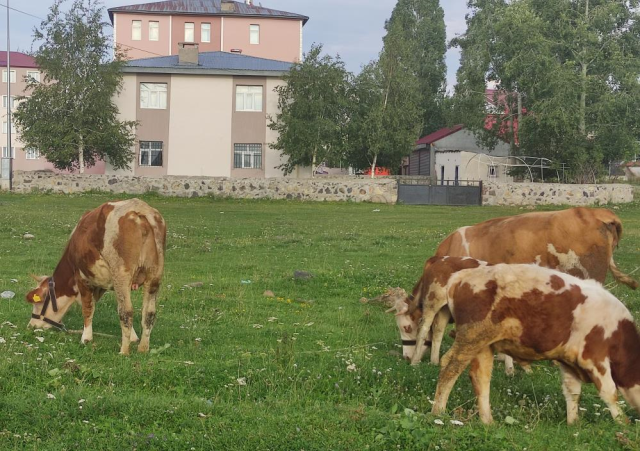 mahallede kuduz alarmi giris c 20157142 7143 1 m