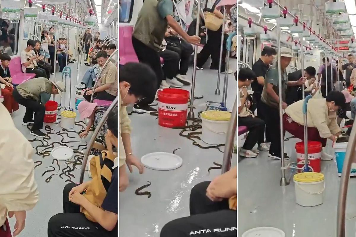 Metroda yılan paniği! Gerçek ortaya çıkınca yolcular da şaşırdı