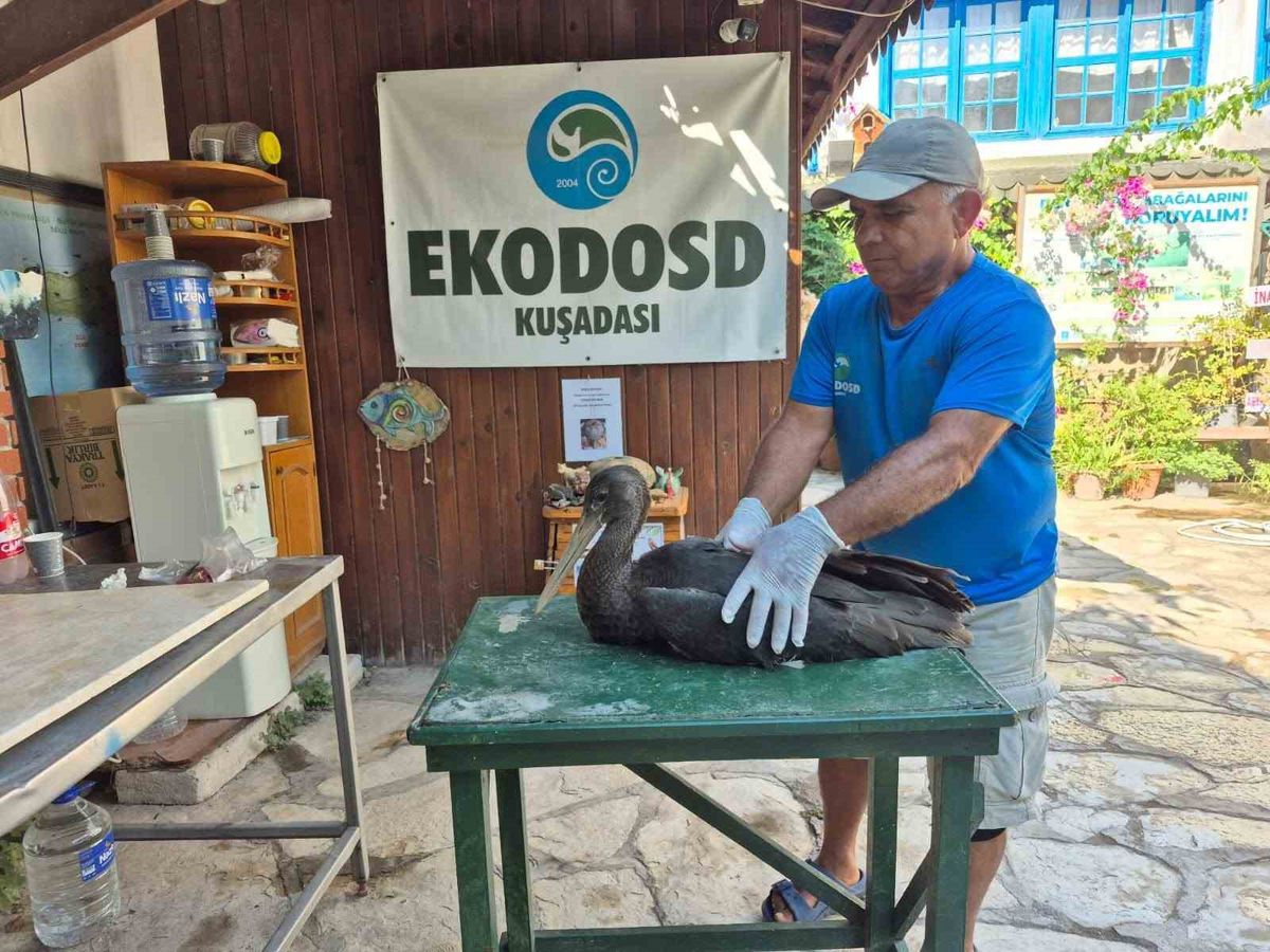 Söke'de Yaralı Karaleylek Tedavi Altına Alındı