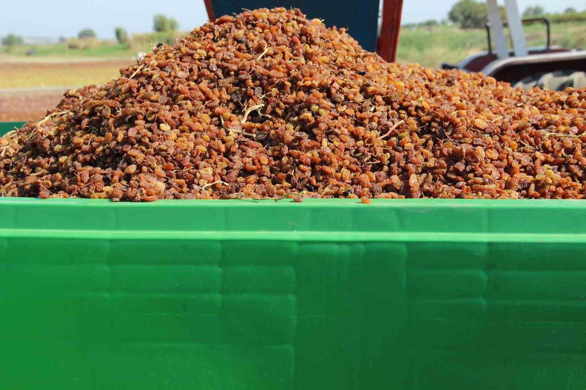 Saruhanlı'da Organik Üzüm Üreticilerine 650 Box Dağıtıldı