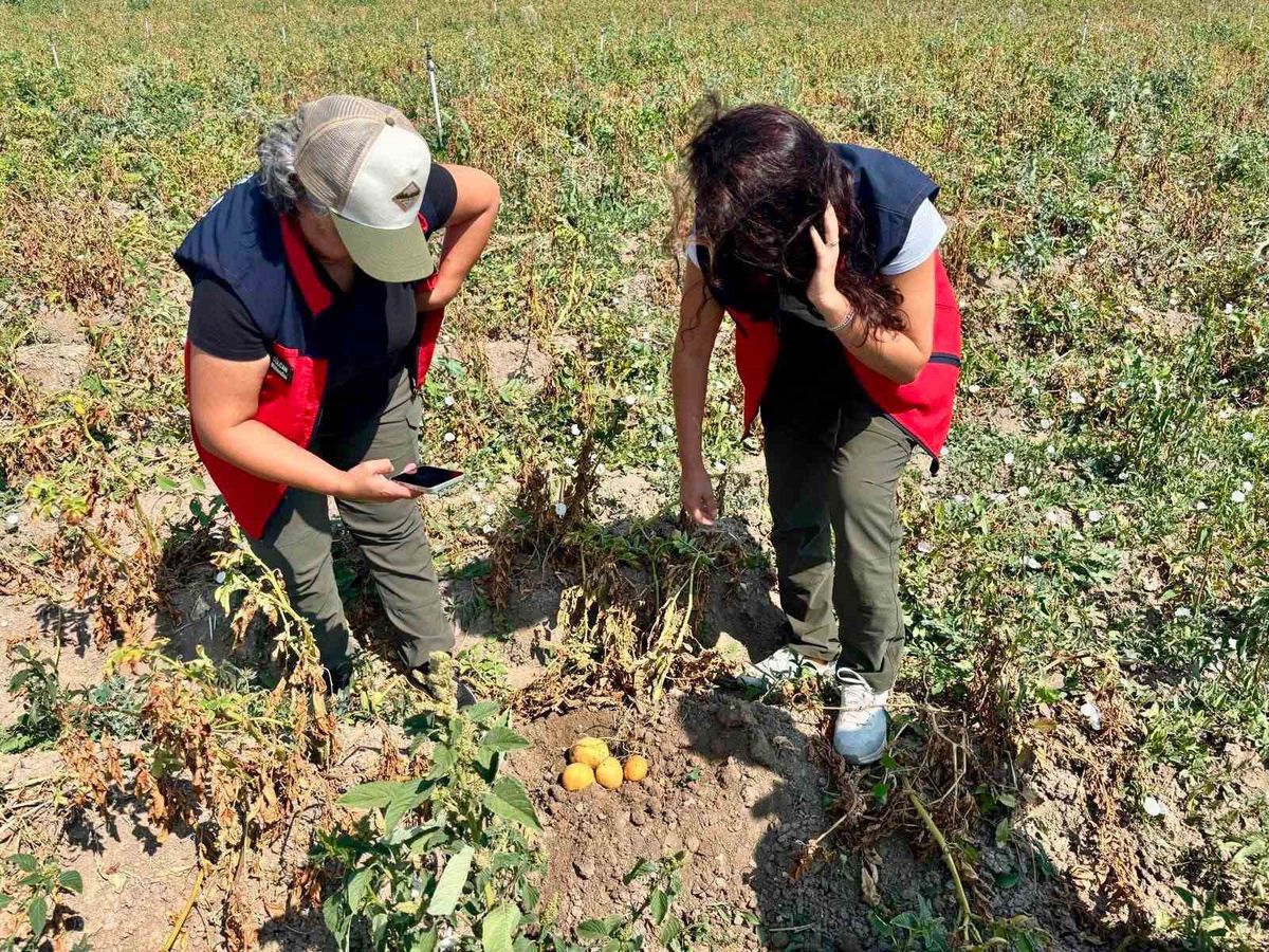 Patates Tarlalarında Saha Kontrolleri Sürüyor