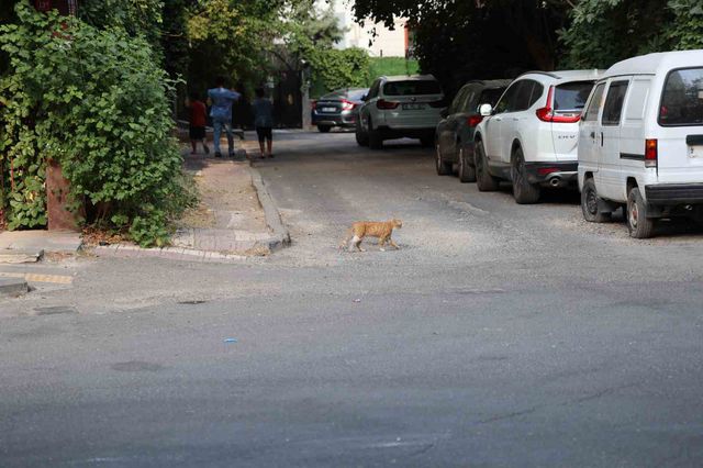 Kedinin nereyi ısırdığına dikkat edin! "11 yıl sonra kuduran vaka var" 5 uzmanindan kritik kuduz uyarisi kedi 4 20157656 o