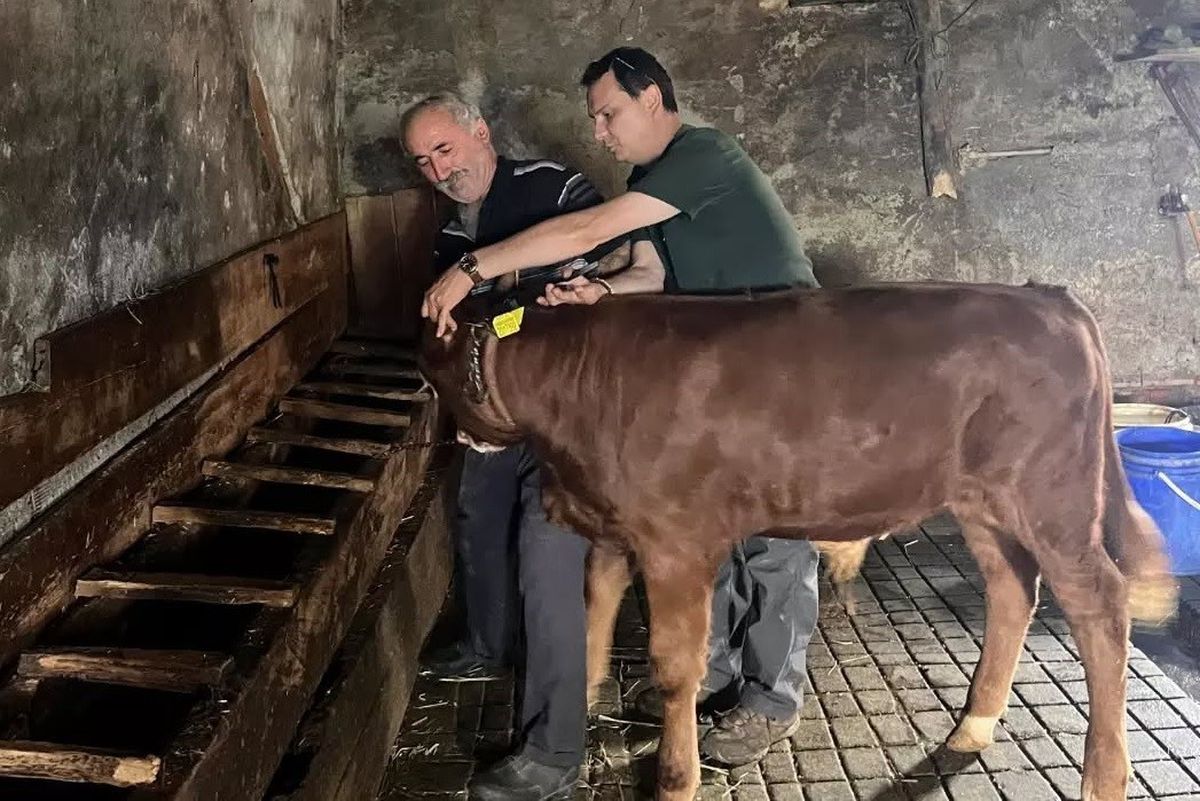 Yığılca'da Buzağılara Küpeleme İşlemi Yapıldı
