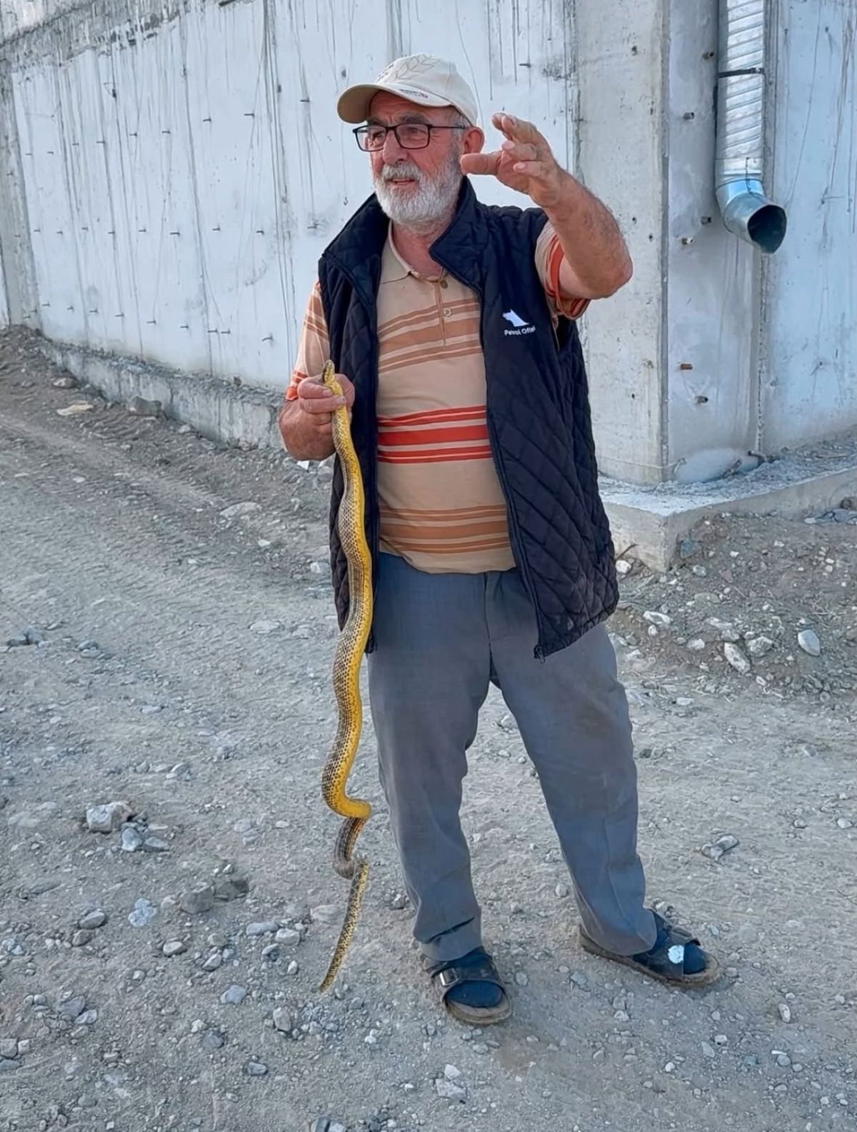 Yeşilhisar'da Ay Çekirdeği Deposunda Sarı Yılan Paniği