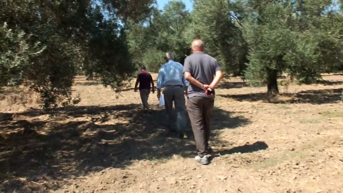 Balıkesir'de Zeytin Üreticilerinden Devlet Desteği Talebi
