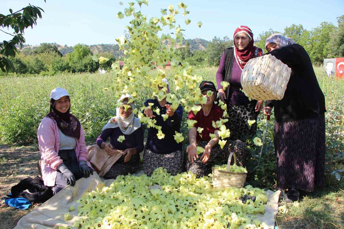 Amasya'nın sarı altını çiçek bamyası altından kolay satılıyor