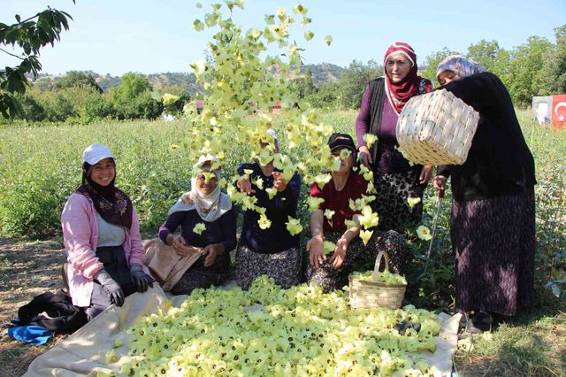 amasya nin tescilli cicek bamyasi altin deger 20160775 o