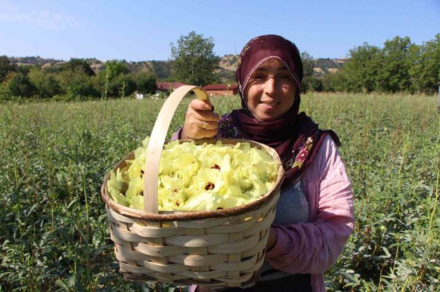 amasya nin tescilli cicek bamyasi altin deger 4 20160775 o