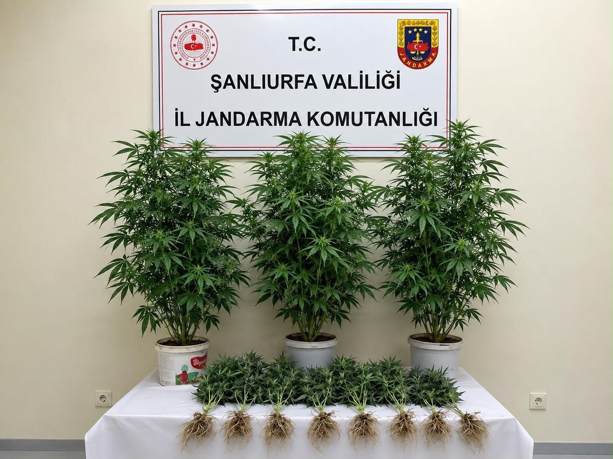 Şanlıurfa'da Jandarma Operasyonu: 13 Kök Kenevir Ele Geçirildi