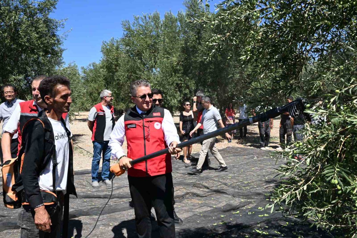 İzmir’de Yeni Sezonun İlk Zeytin Hasadı Bademli’de Yapıldı