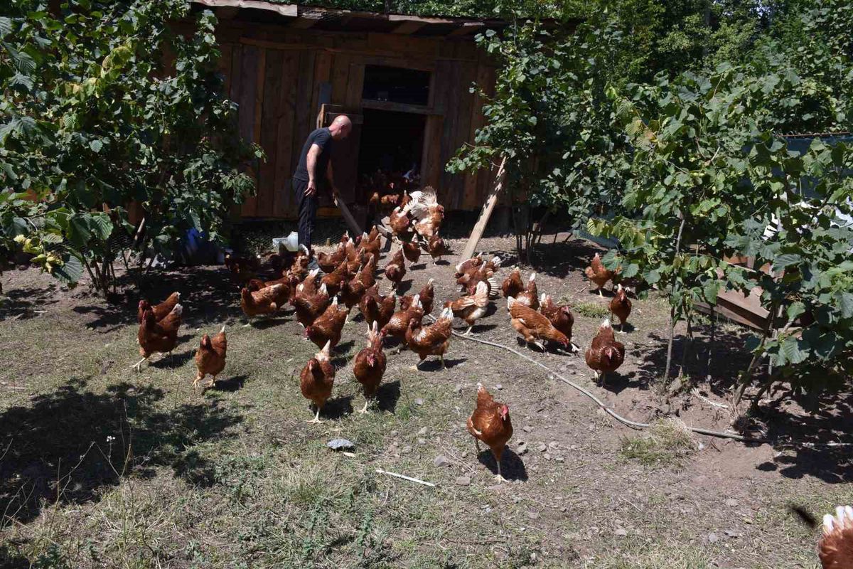 Şehirden Köye Dönüş: 10 Tavukla Başlayan Yumurta Serüveni