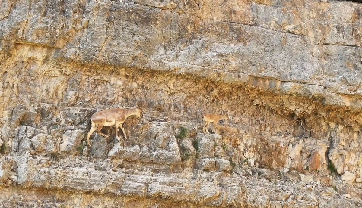 Yaban keçisi anneden tırmanış dersi