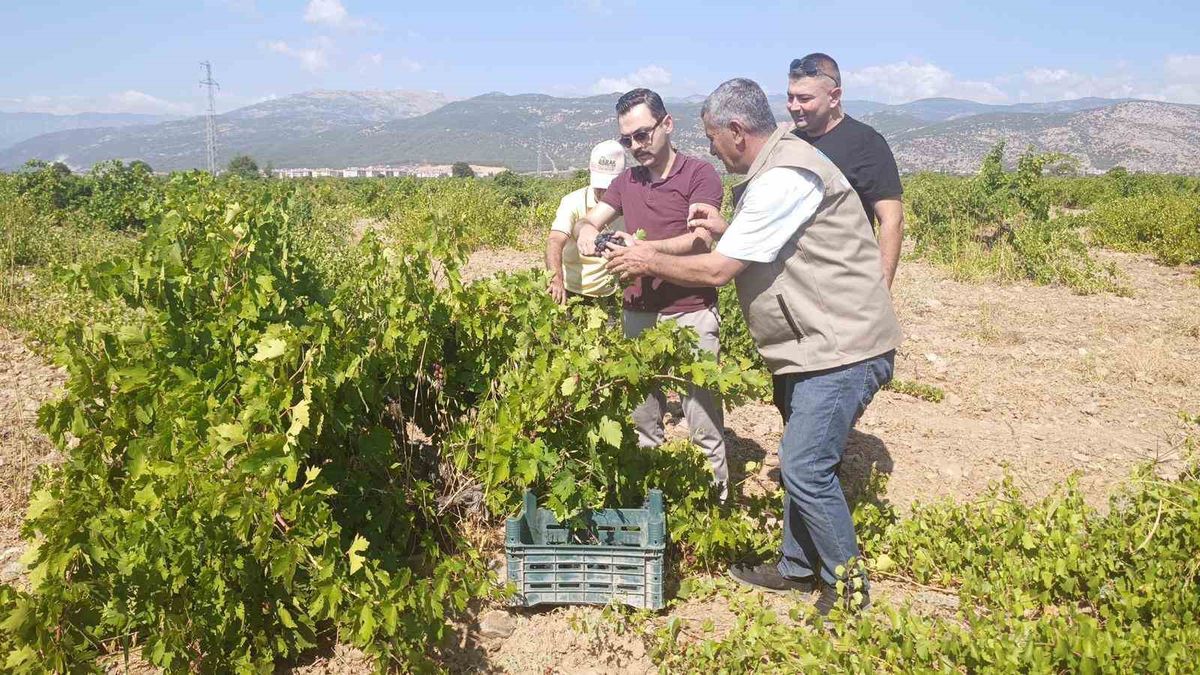 İslahiye'de Hatun Parmağı ve Antep Karası Üzüm Hasadı Başladı