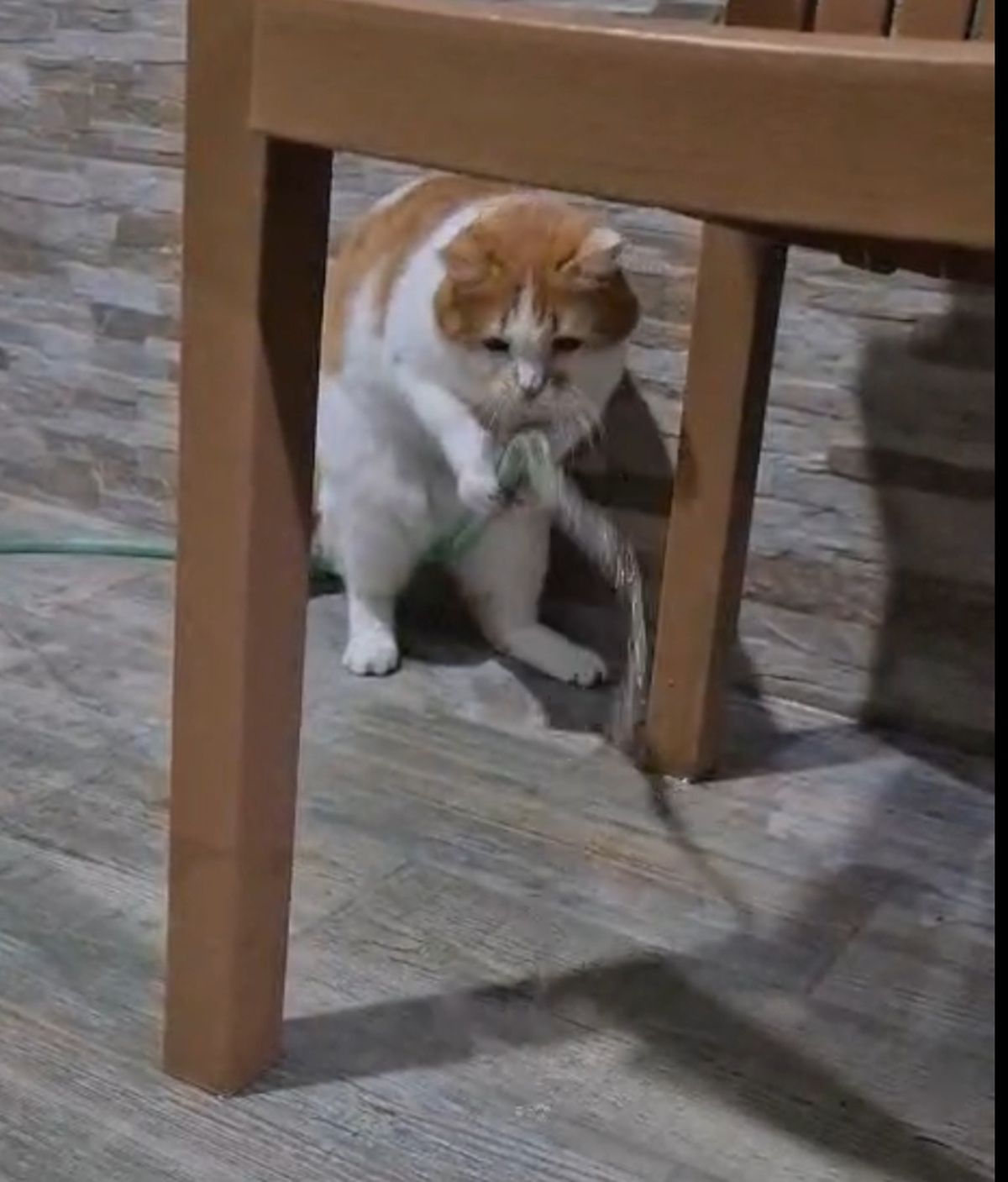 Kedi Balım, Hortumu Patisiyle Kaldırıp Su İçti