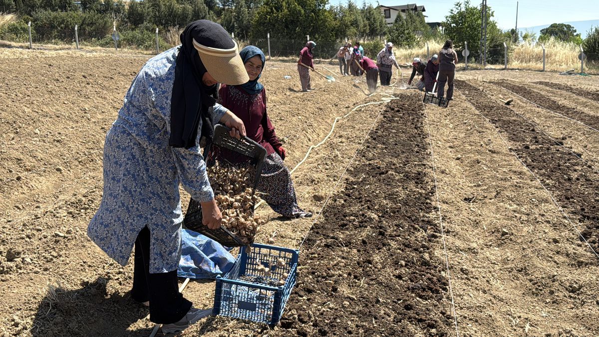 Safranbolu'da Safran Ekimi Başladı