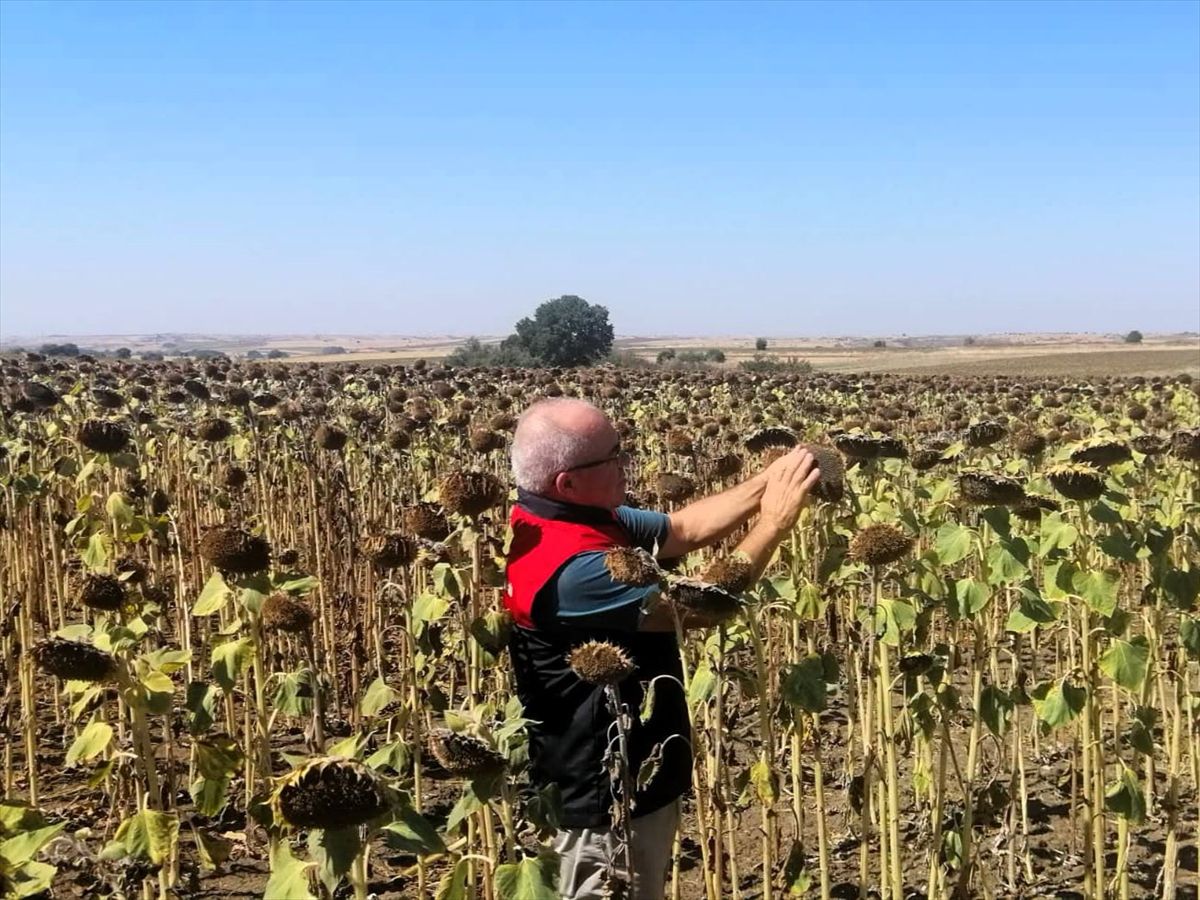 Kırklareli’nde Yerli Hibrit Ayçiçeği Denetimi