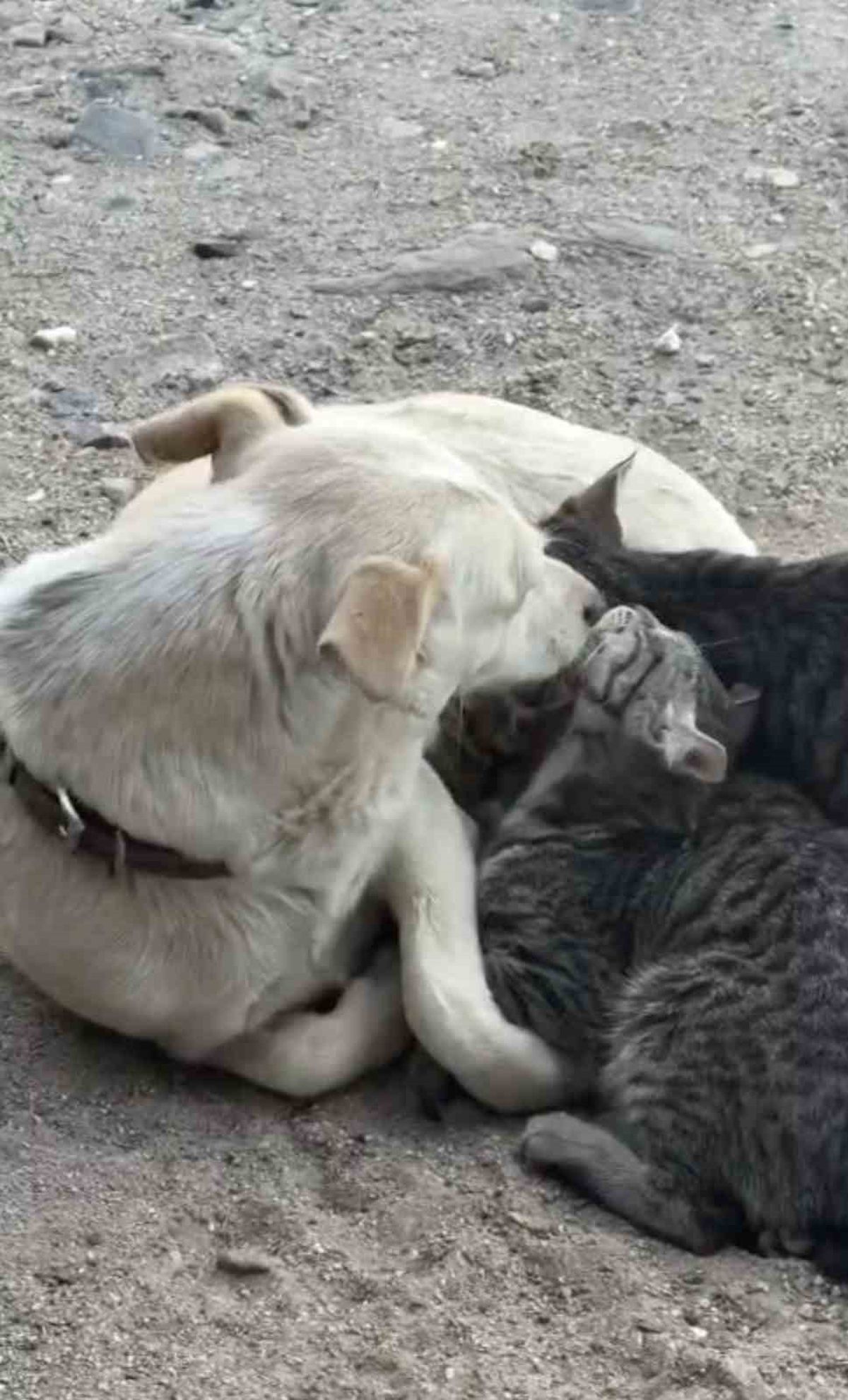 Bayramiç'te bir anne köpek yavru kedileri emziriyor