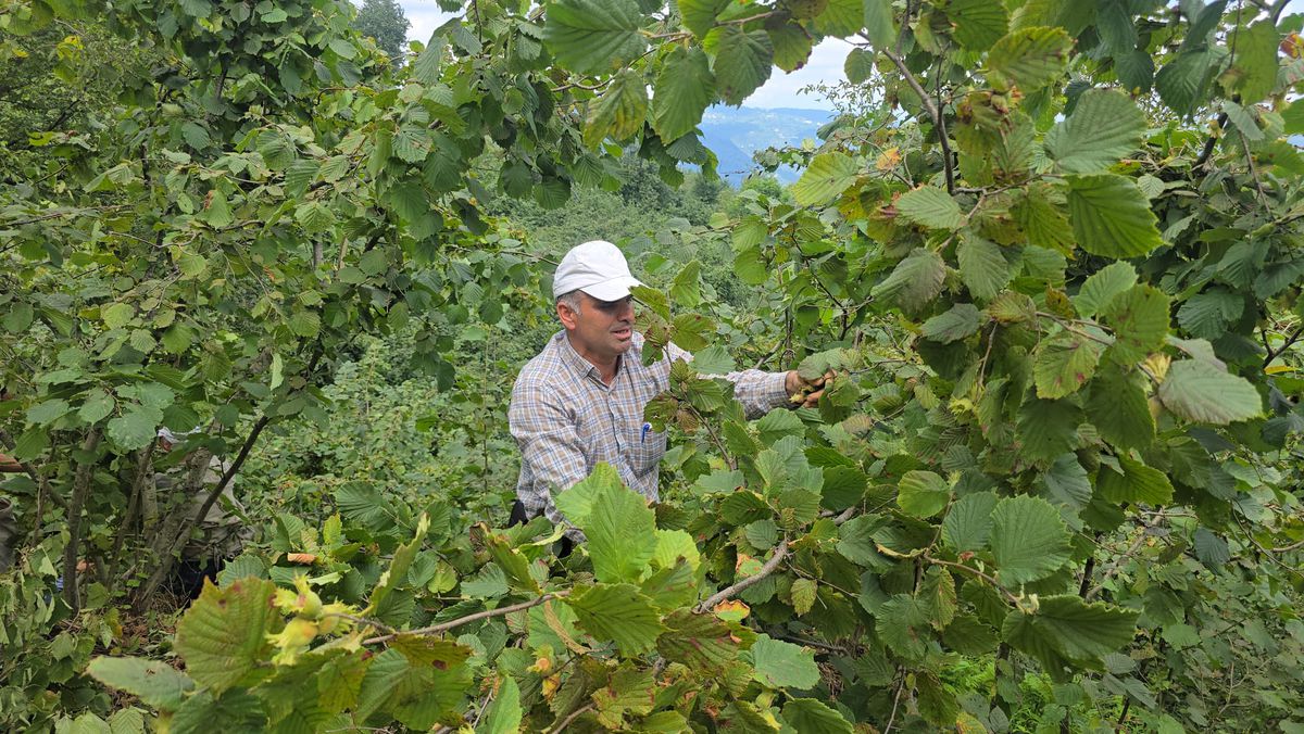 Ordu'da Hayır İçin Camiye Bağışlanan 1 Ton Fındık İmece Usulüyle Toplandı
