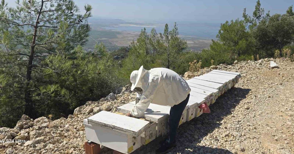 Söke'de Arılı Kovan Tespit Çalışmaları Sürüyor