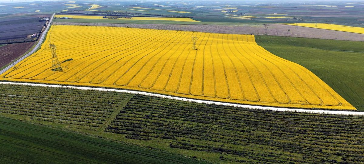 Edirne'de kanola ekimi yüzde 100 arttı, verim üreticiyi memnun etti