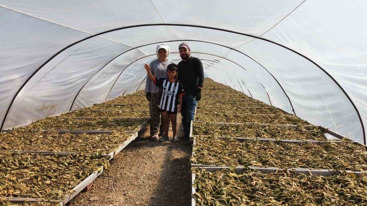 Tavasta Tütün Tarlasında Başlayan Aşk, Aile Üretimine Dönüştü