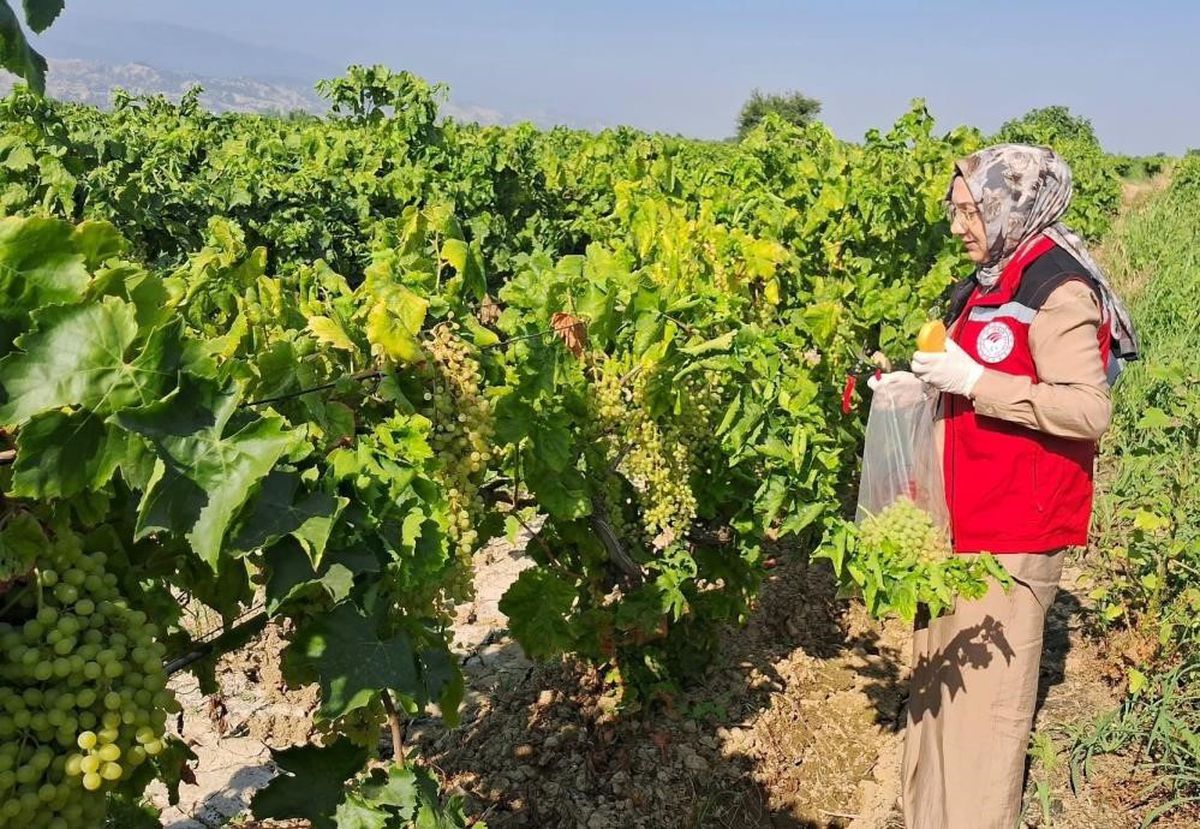 Salihli'de bağ üreticilerine Bağ Salkım Güvesi uyarısı