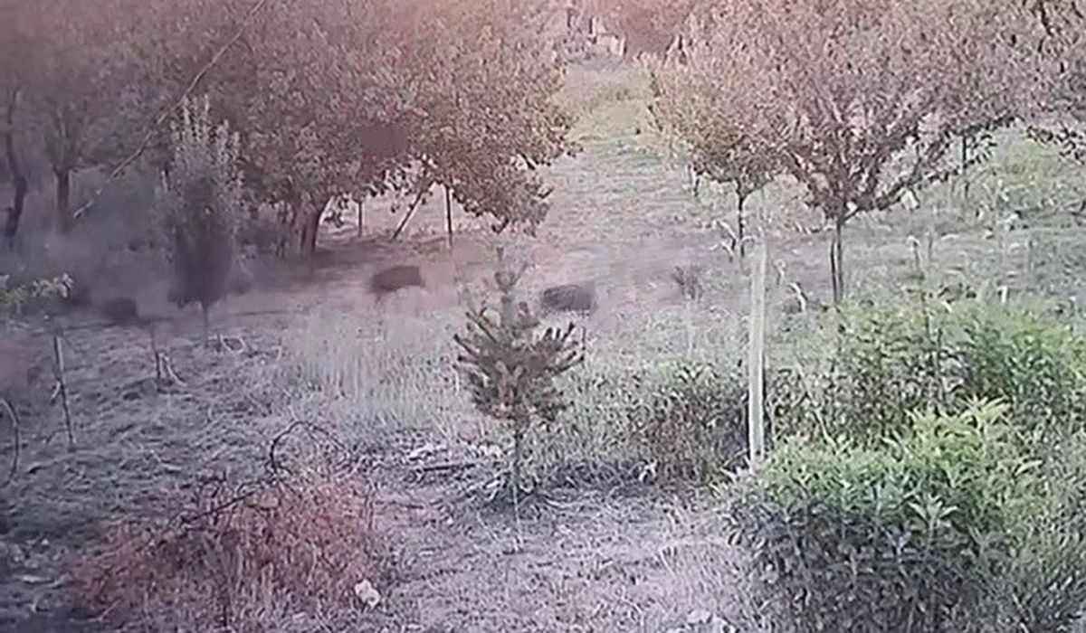 Malatya'da domuz sürüsü kayısı bahçesine girdi
