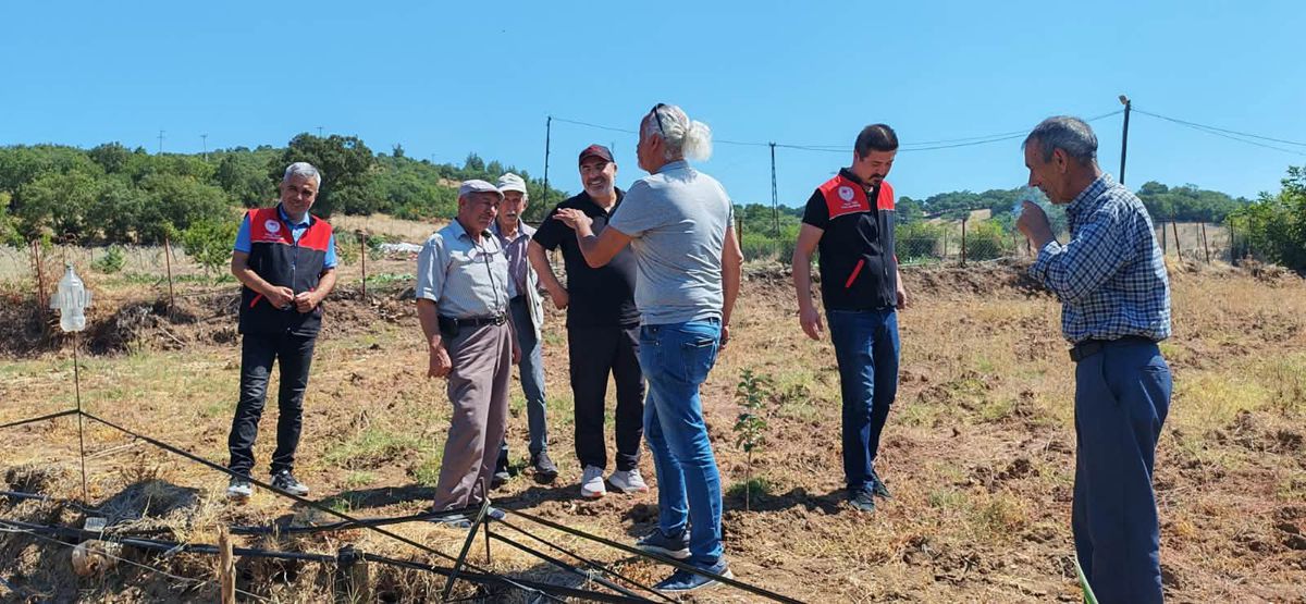 Balıkesir’de tarla faresi üreticinin yeni kabusu oldu