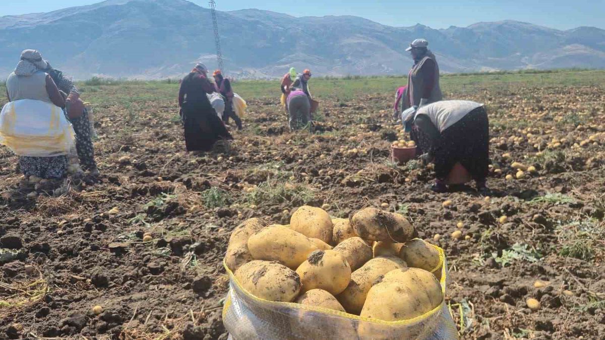 Çölovası'nda Patates Hasadı: Bu Yıl Tüccarların Gözdesi