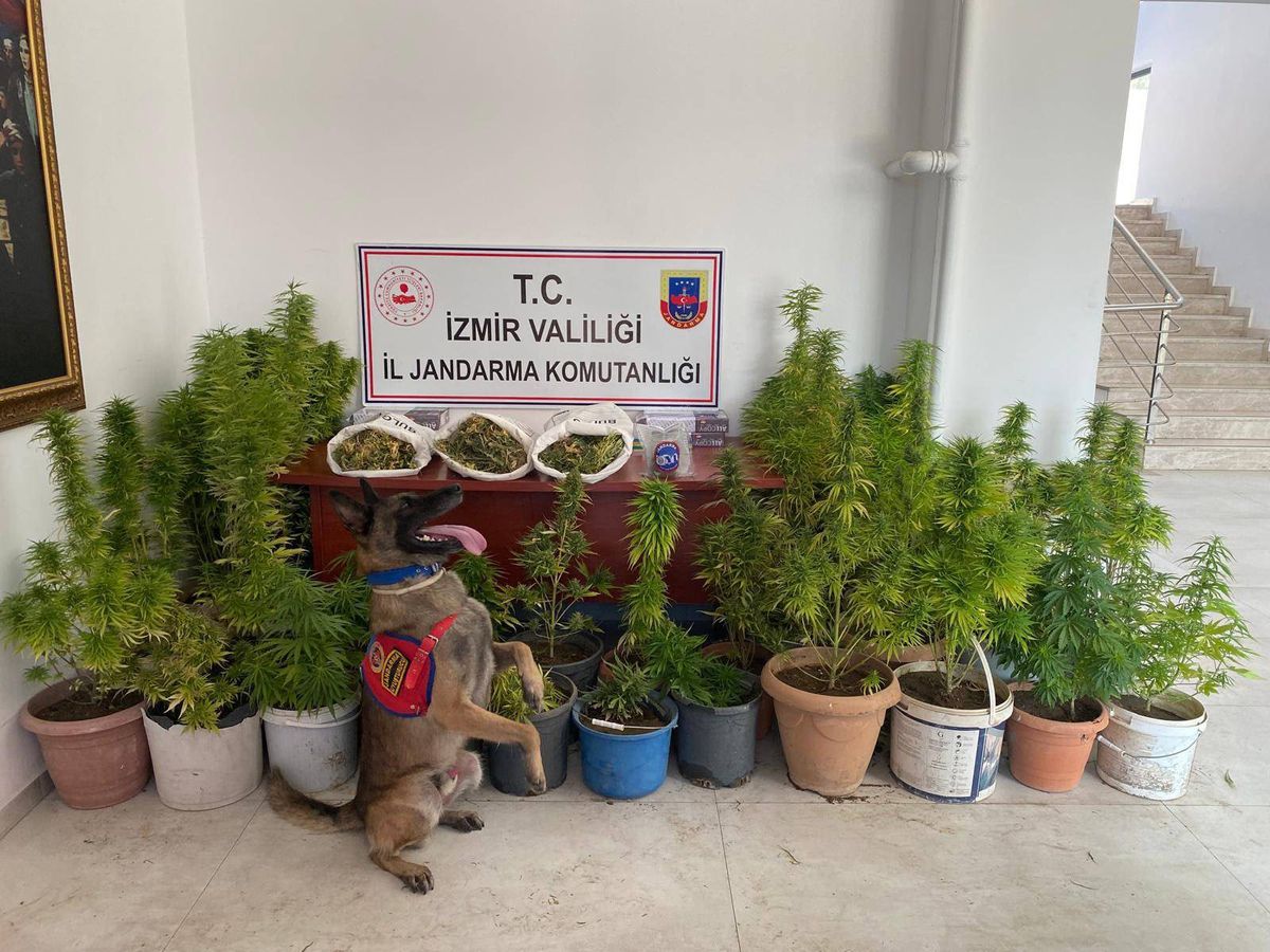İzmir'de Uyuşturucu Operasyonu: 8 Kilo 339 Gram Kubar Esrar ve 906 Kök Kenevir Ele Geçirildi