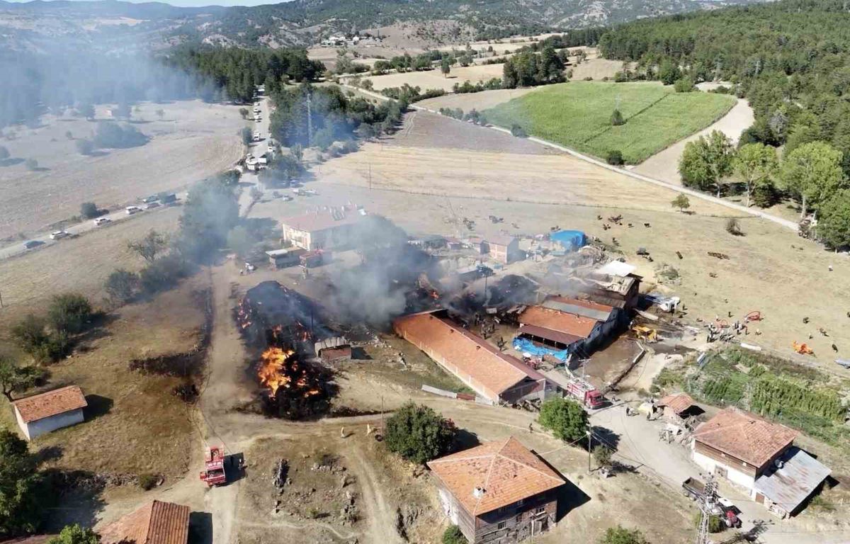 Kastamonu'da samanlık yangını: 14 büyükbaş hayvan telef oldu