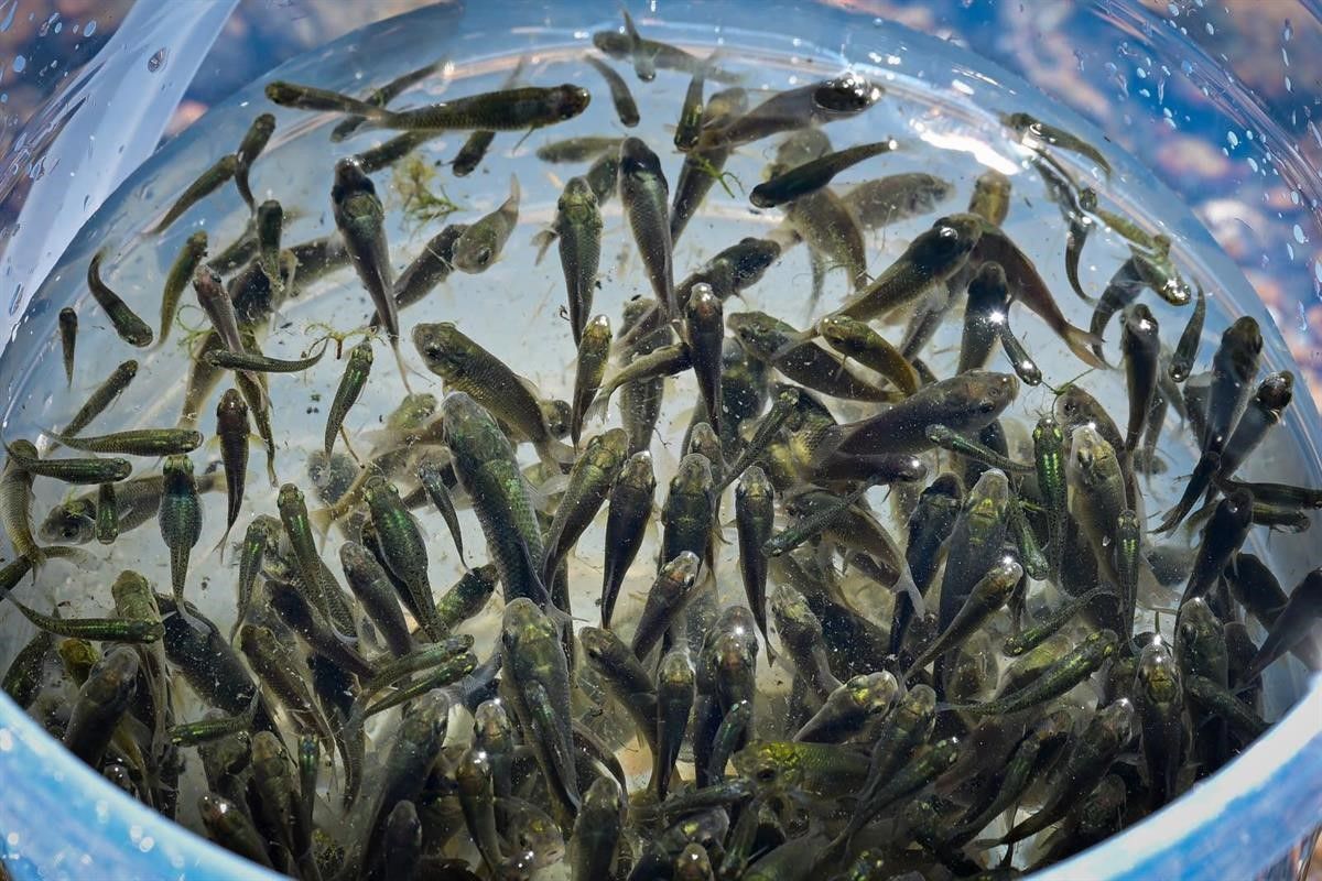Kırklareli Barajı'na 450 Bin Yavru Sazan Bırakıldı