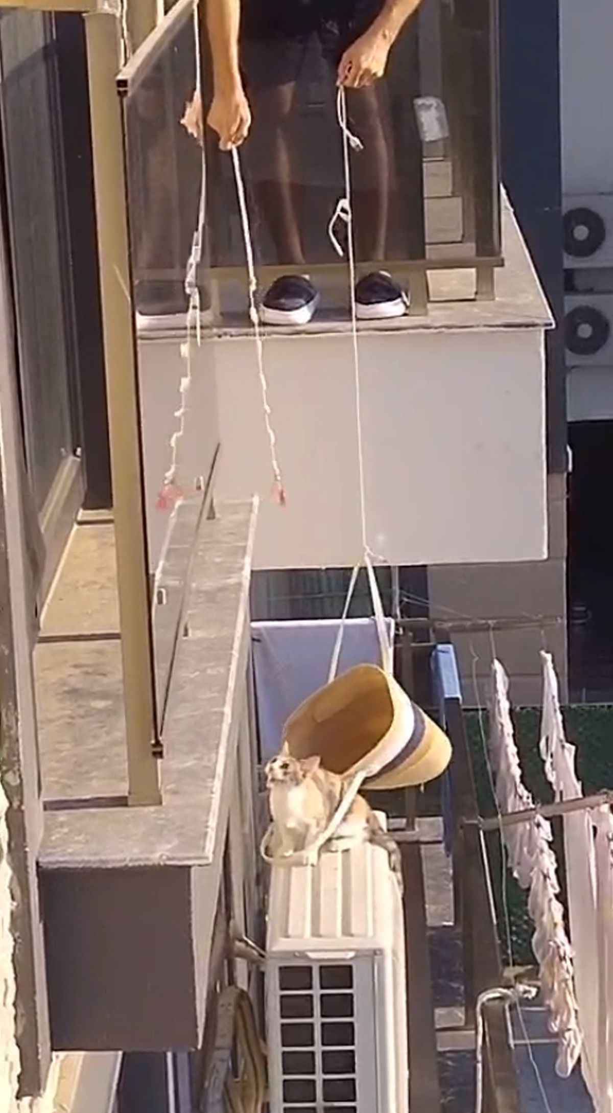 Klimada Mahsur Kalan Kedi Plaj Çantasıyla Kurtarıldı