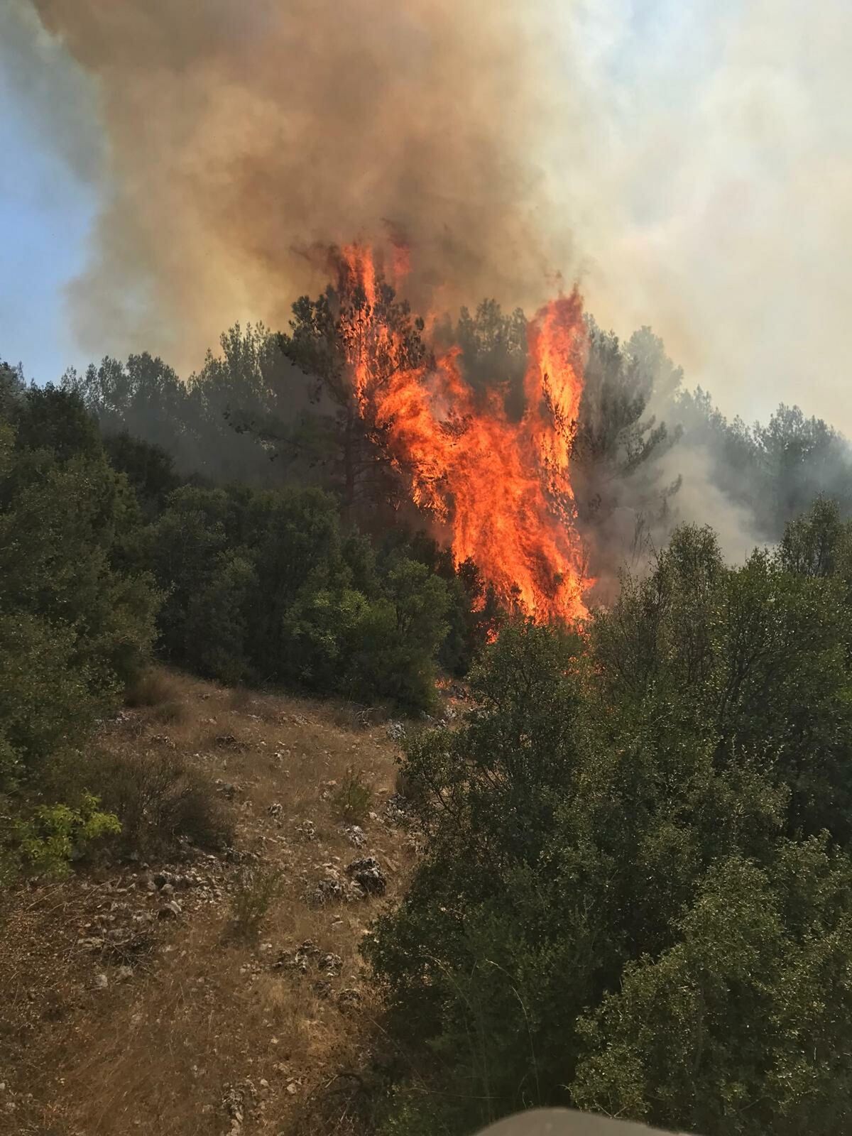 Muğla'da orman yangını: Havadan ve karadan müdahale