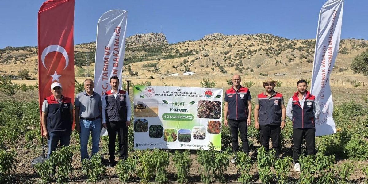Şırnak'ta TAKE Projesiyle Sebze Hasadı