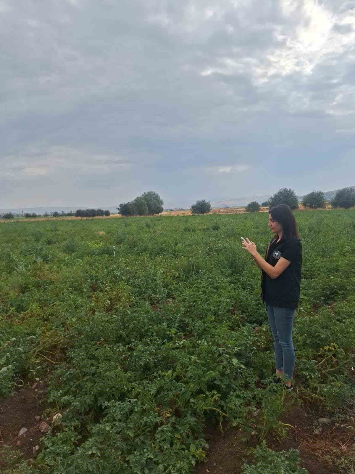 Şuhut'ta Patates Üretiminde Saha Kontrolleri Sürüyor