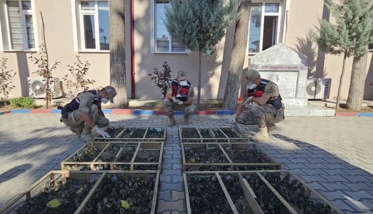 Hatay'da sınırda 2 bin 114 saka kuşu ele geçirildi